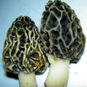 The untamed morel is only found in the wild